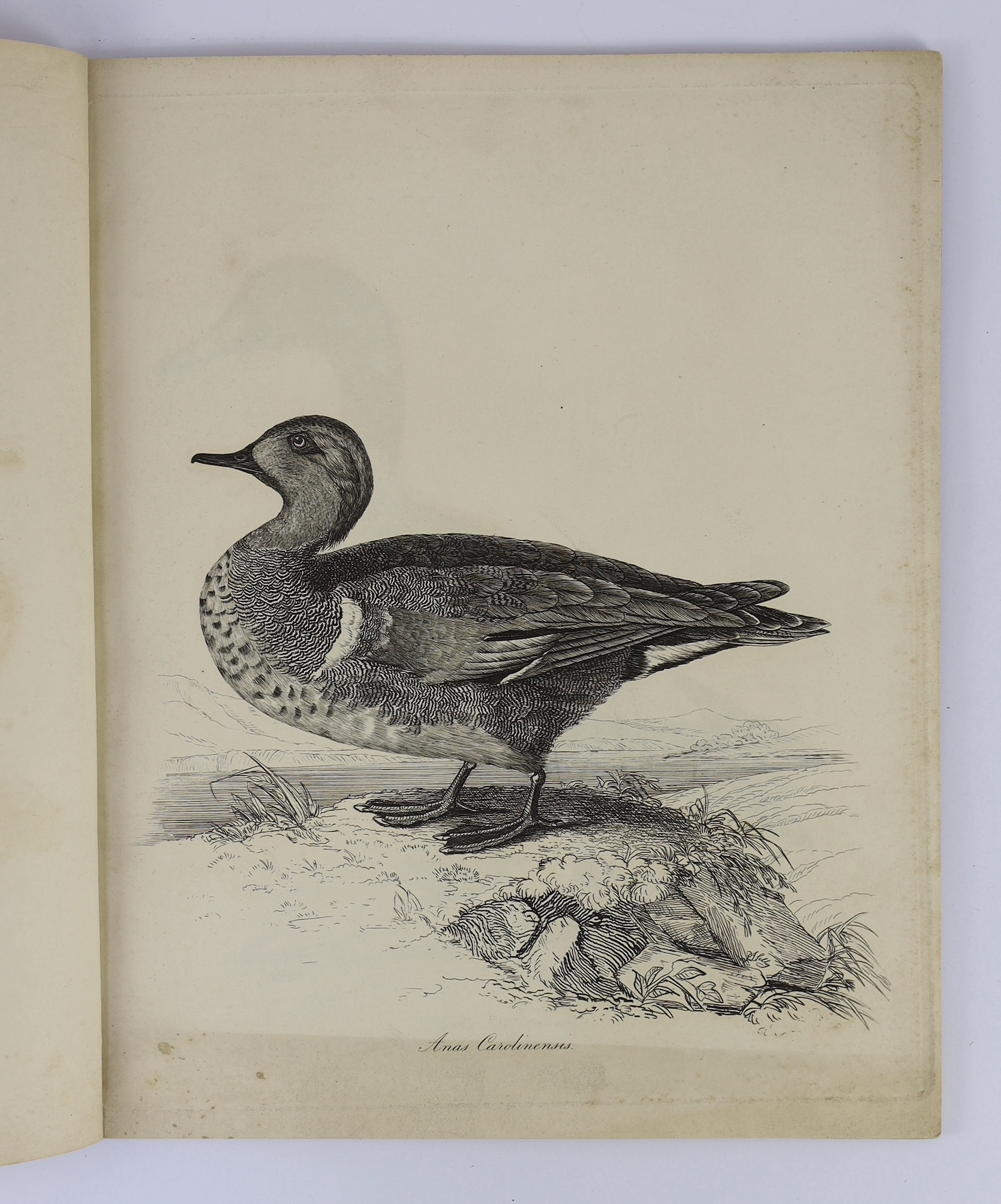 Jardine, Sir William - Illustrations of the Duck Tribe. 8 (ex.9) lithographed plates; old (unlettered) boards, 4to. Jardine Hall, Lockerby, Dumfries ... privately printed at the expense of the Author, (1839)